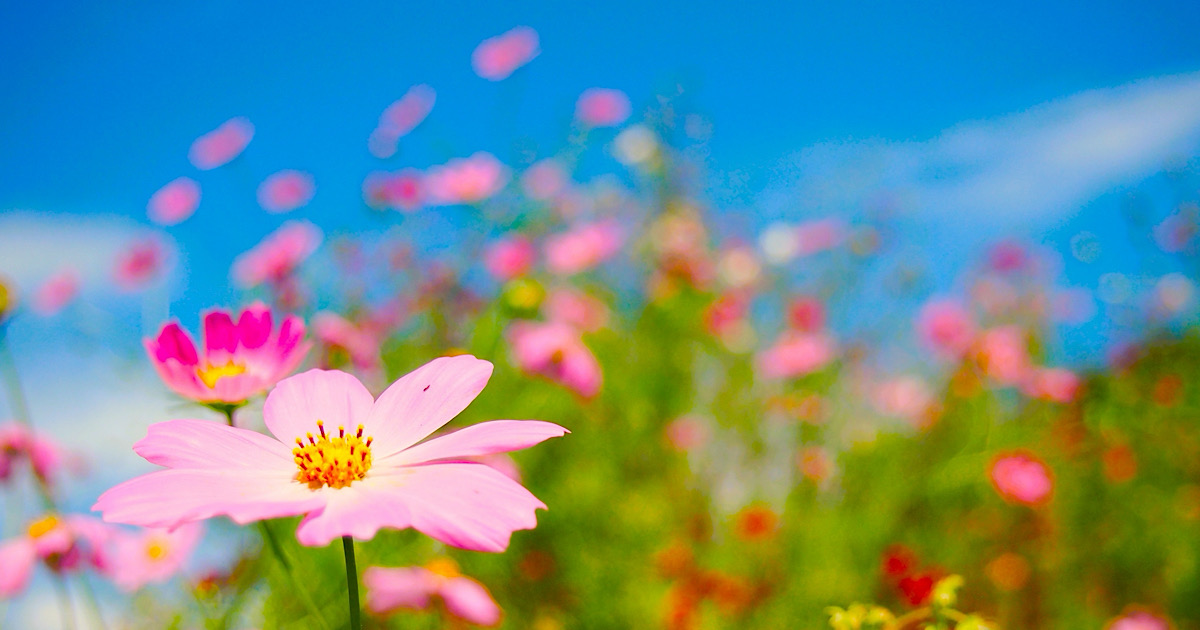 ２０２４年９月のお休み 株式会社ダイショウホーム