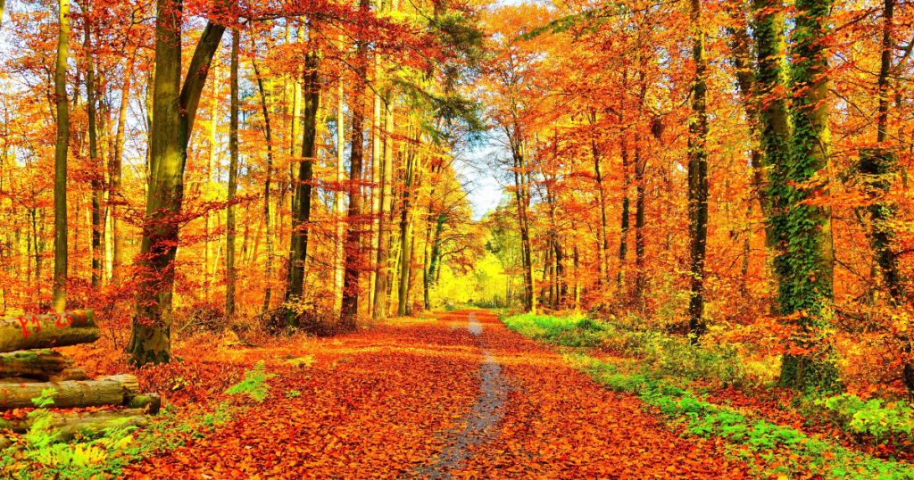 １１月お休み ダイショウホーム