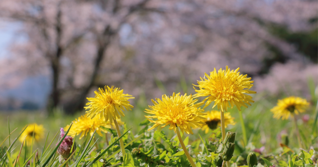 2025年３月お休みのお知らせ 株式会社ダイショウホーム