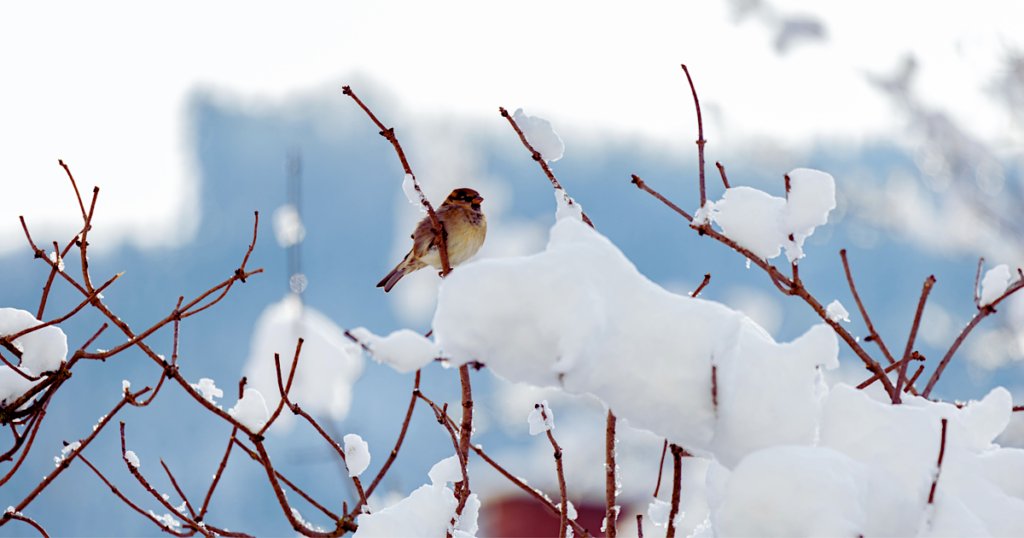 ２０２６年２月お休み